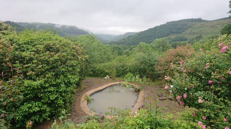 rural goldfish pond in llandovery